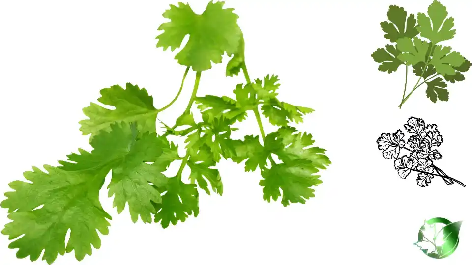 Wholesale packaging for Frozen Coriander can be planned for consumer retail, foodservice, private-label, or production-line distribution.